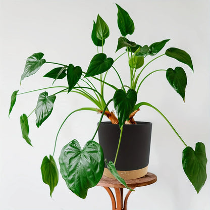 Detachable Planter